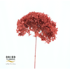 Dried Bleached Hydrangea Anna Red