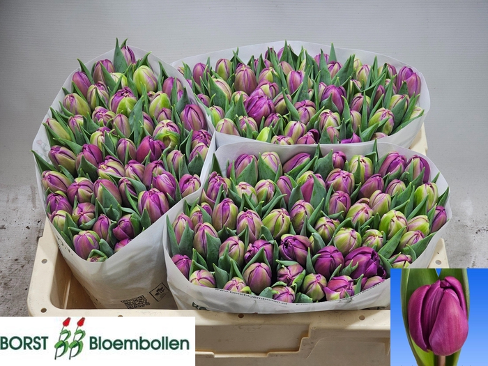 <h4>TU DU RESPECTABLE</h4>