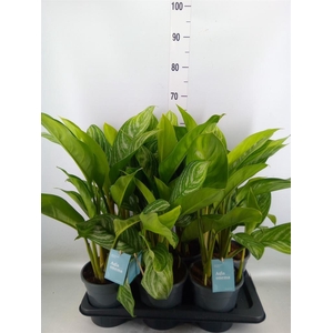 Aglaonema  'Stripes'