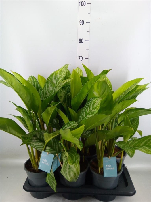 <h4>Aglaonema 'Stripes'</h4>
