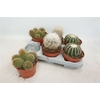 Cactus Gem