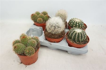 Cactus Gem