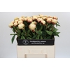 Paeonia Ann Cousins