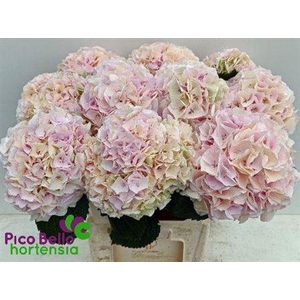 Hydr M My Pinktou Cl 80cm