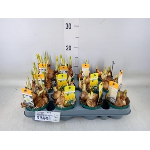 Narcissus   ...mix 3