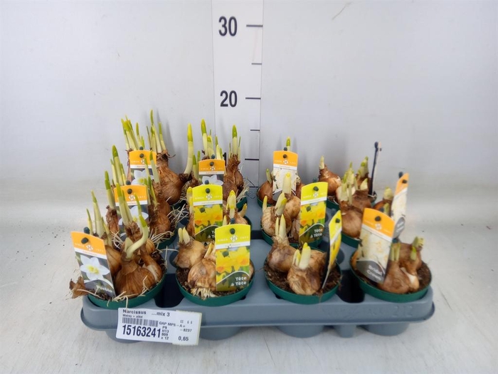 <h4>Narcissus   ...mix 3</h4>