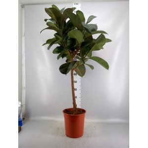 Ficus ...