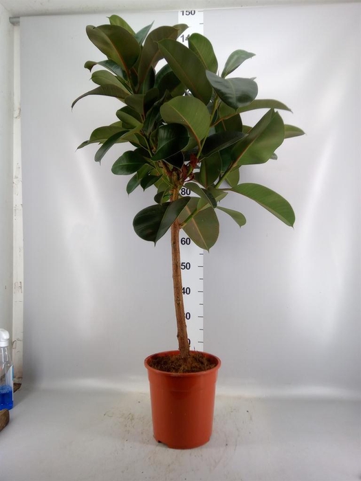 <h4>Ficus ...</h4>