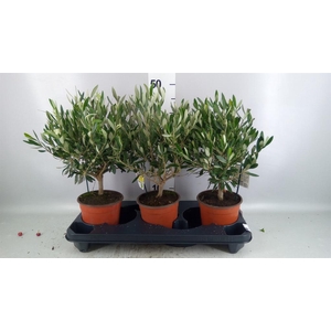 Olea europaea