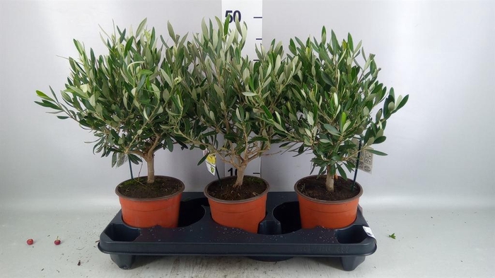 <h4>Olea europaea</h4>