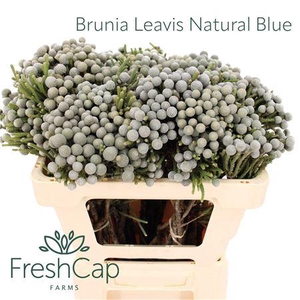 Brunia Leavis Natural Blue
