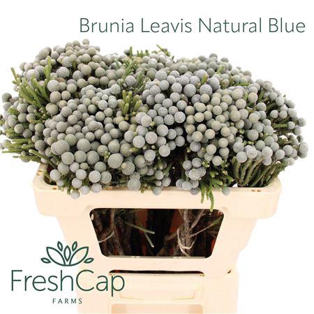 <h4>Brunia Leavis Natural Blue</h4>