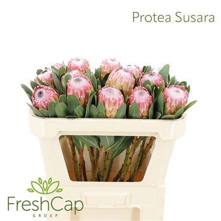 <h4>Protea Susara</h4>