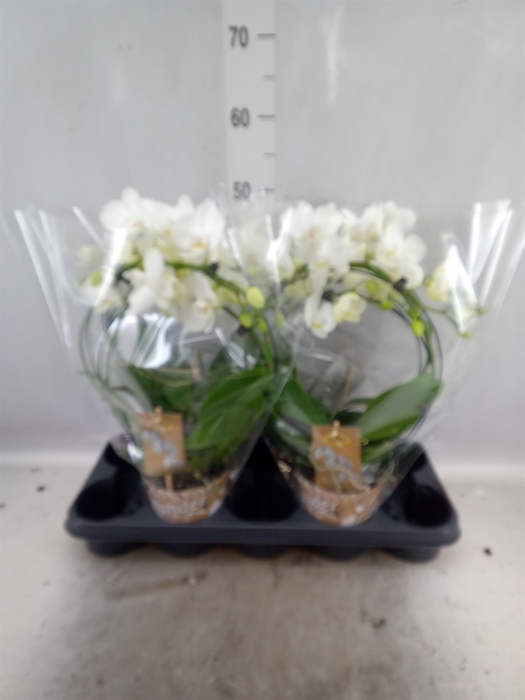 <h4>Phalaenopsis   ...</h4>