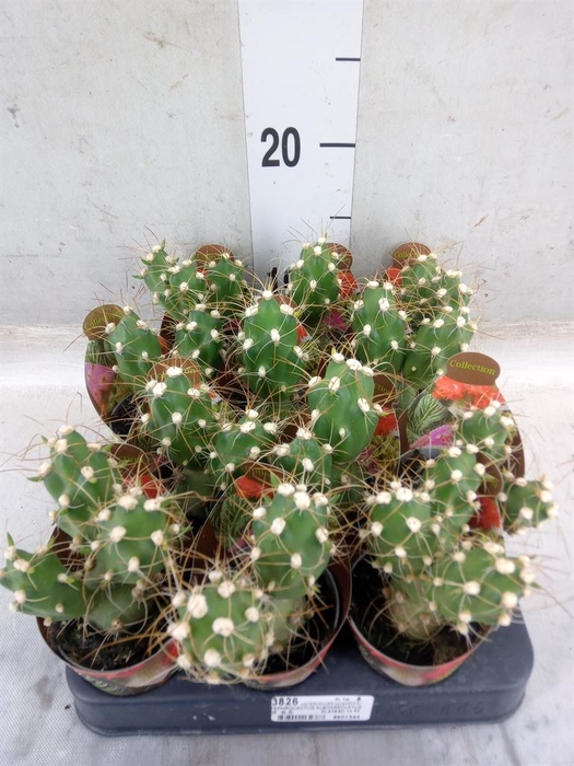 <h4>Cactus   ...</h4>