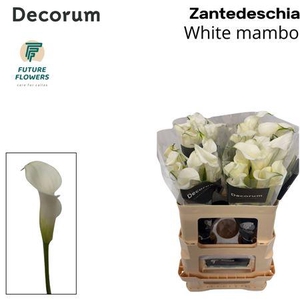 Zant White Mambo