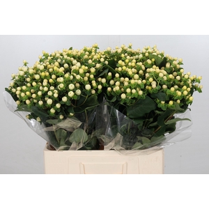 Hypericum Magical Snowprince