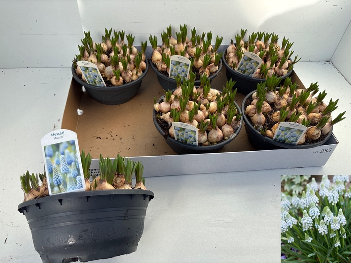 <h4>MUSCAR MANON</h4>