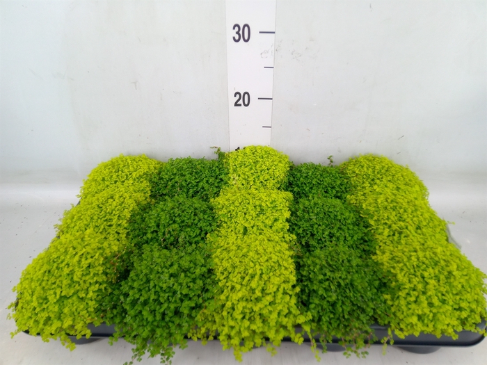 <h4>Soleirolia soleirolii   ...mix 2</h4>