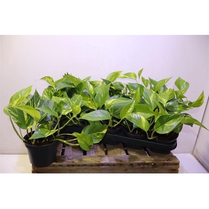 Epipr Aureum
