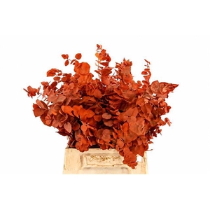 Euc. Stuart Preserved Oranje Short