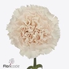 Dianthus st brut