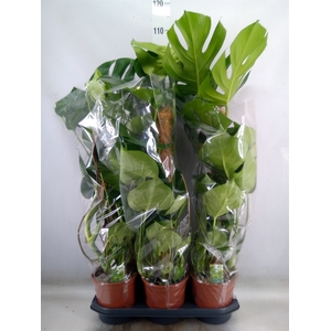 Monstera delic.
