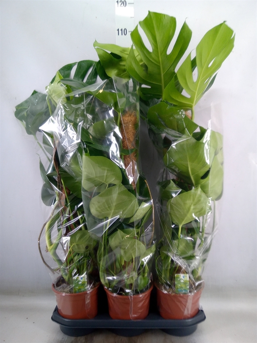 <h4>Monstera delic.</h4>
