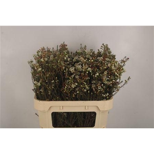 Chamelaucium Sirius White