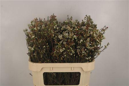 <h4>Chamelaucium Sirius White</h4>