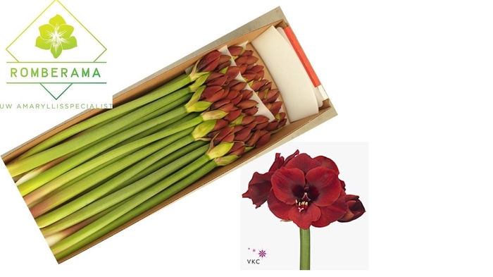 <h4>HIPP GA LIBERTY</h4>