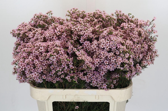 <h4>Chamelaucium Jupiter Solar</h4>