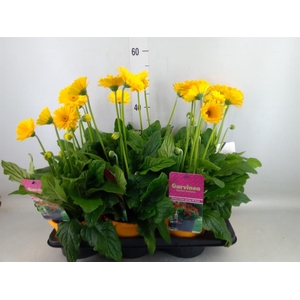 Gerbera  'Garvinea Sweet Smile'