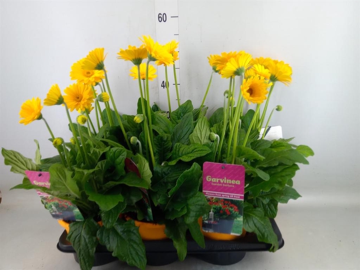 <h4>Gerbera  'Garvinea Sweet Smile'</h4>
