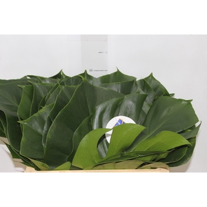 FOLHAGEM MONSTERA DELICIOSA 020 CM