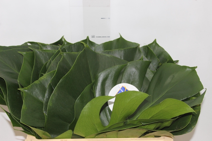<h4>FOLHAGEM MONSTERA DELICIOSA 020 CM</h4>