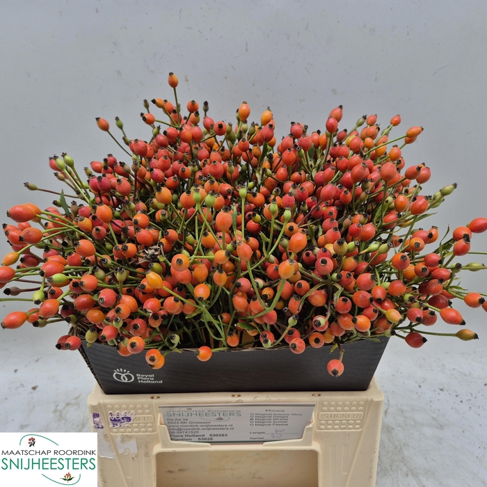 <h4>ROSA MAG MIRACLE</h4>