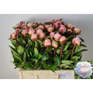 PAEO L GARDENIA