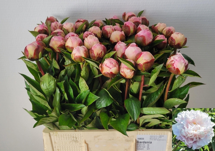 <h4>PAEO L GARDENIA</h4>