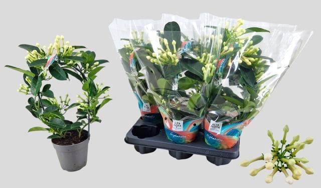 <h4>STEPH FL OV</h4>