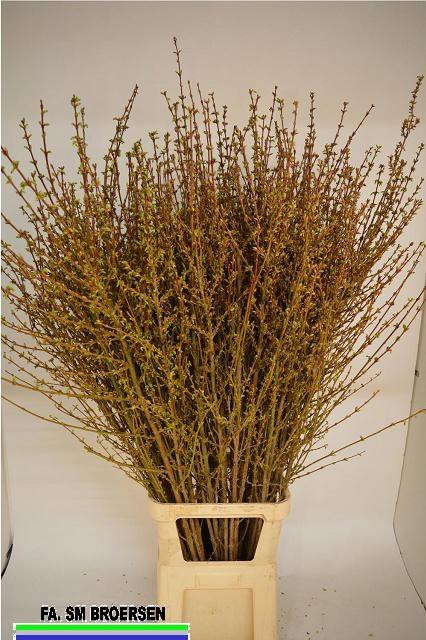 <h4>FORSY I SPECTABILIS</h4>