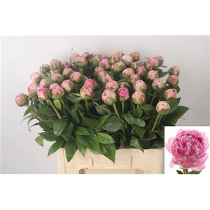 Paeo L Sarah Bernhard Pink Ex