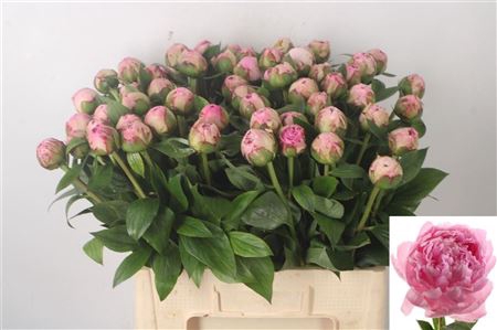 <h4>Paeo L Sarah Bernhard Pink Ex</h4>