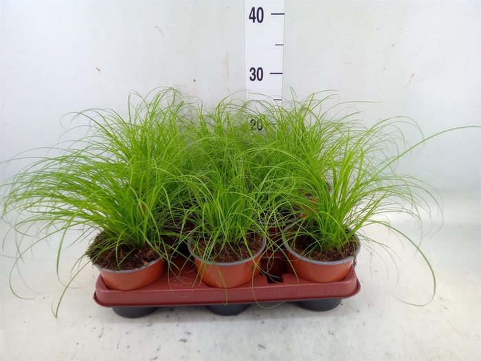 <h4>Cyperus alternifolius 'Zumula'</h4>