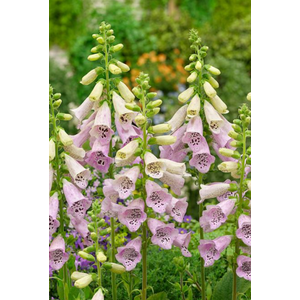 Digitalis overig