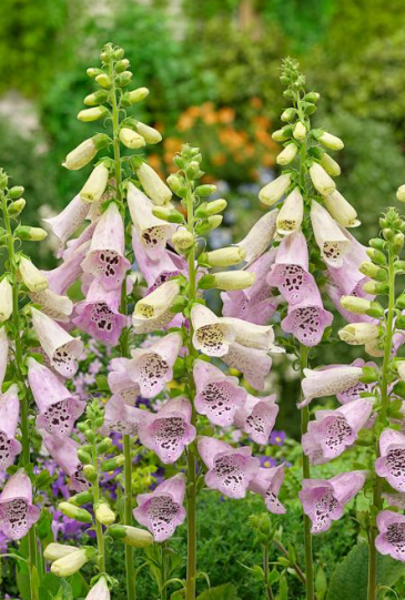 <h4>Digitalis overig</h4>