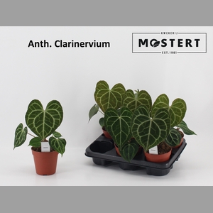 ANTHU CLARINERVIUM