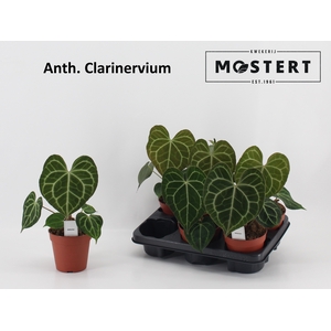 ANTHU CLARINERVIUM