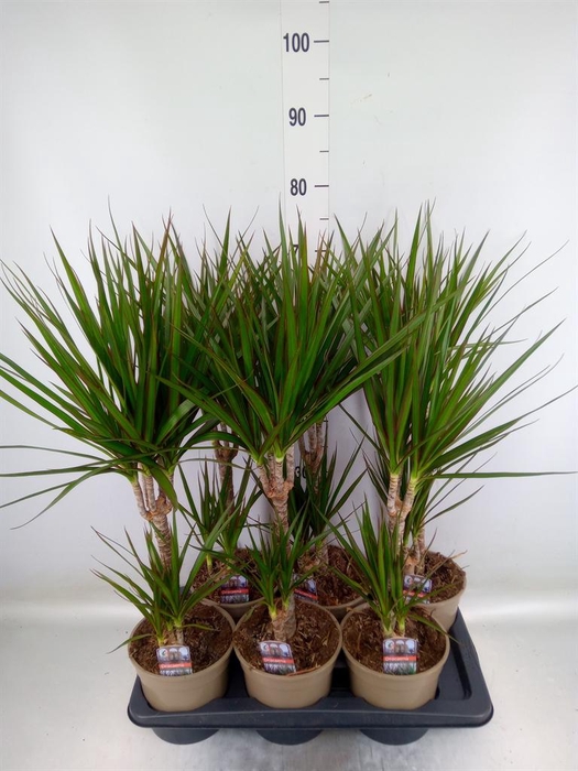 <h4>Dracaena marg.</h4>
