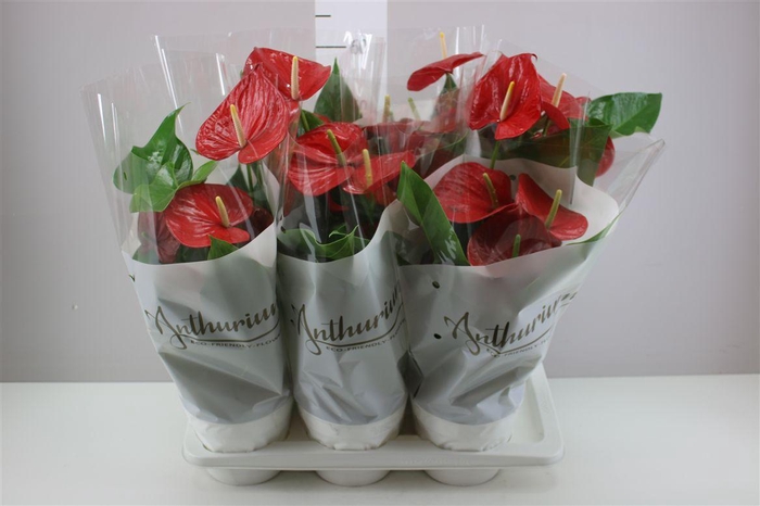 <h4>Anth An Minnesota</h4>